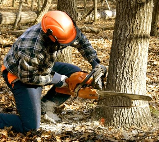 Tree Removal in Ashville, NY